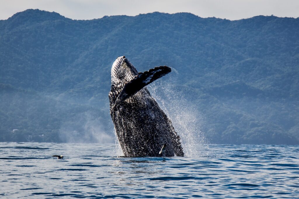 whale-watching-in-puerto-vallarta
